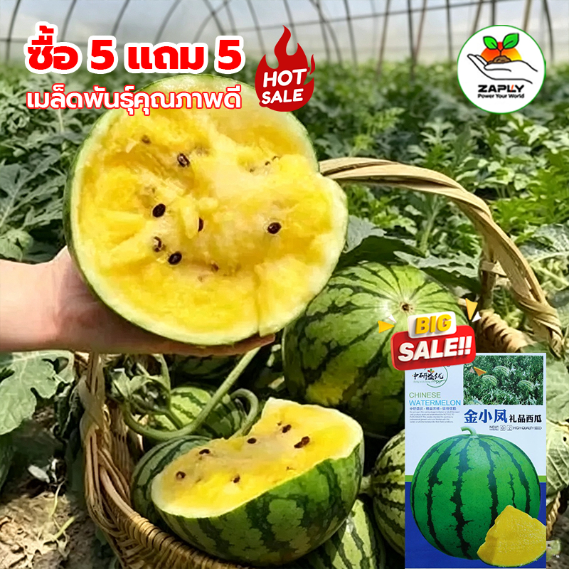 【ซื้อ 5 แถม 5 ฟร】 เมล็ดแตงโมเนื้อสีเหลือง 25 เมล็ด แตงโมกลม ผลเร็วสุก เปลือกบางเหนียวแน่น