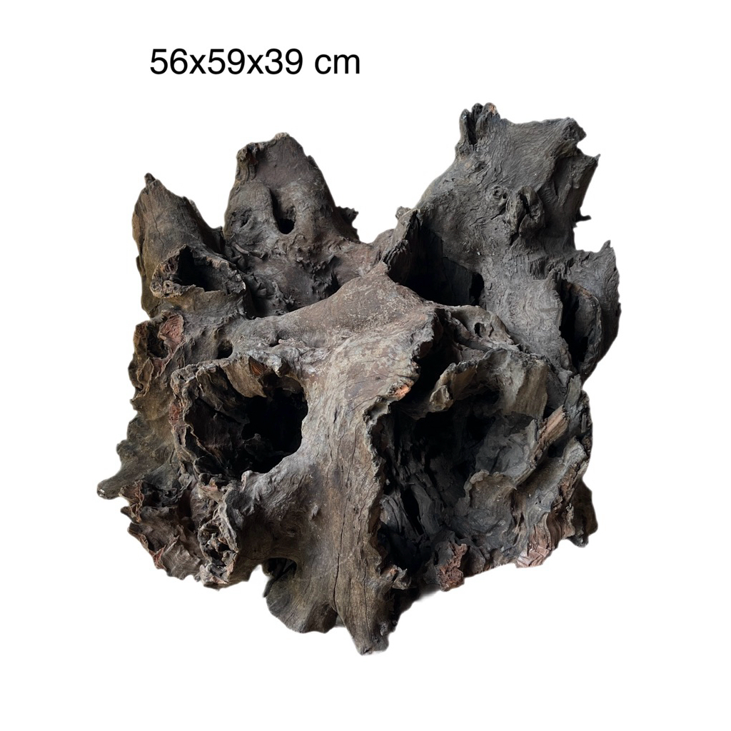 ไม้จมแม่น้ำ เนื้อเเข็ง เนื้อแน่น และสวยงาม driftwood display