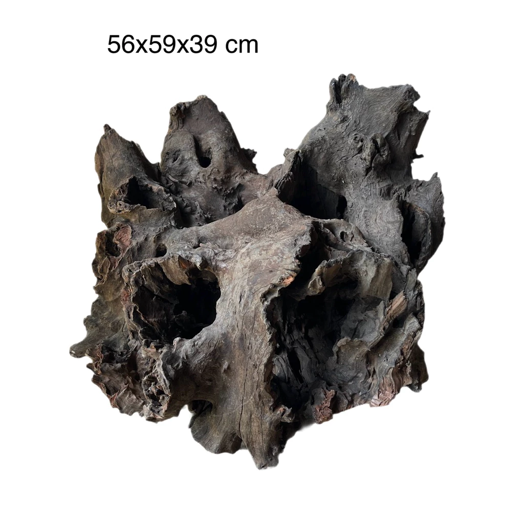 ไม้จมแม่น้ำ เนื้อเเข็ง เนื้อแน่น และสวยงาม driftwood display