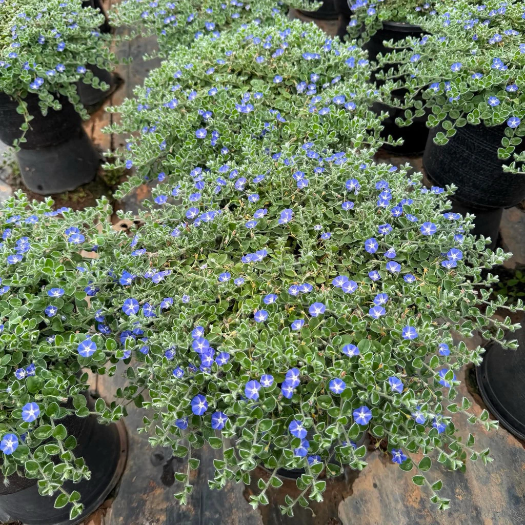ใบต่อก้าน มอนิ่งกลอรี่ คลุมดินWild ground morning glory ดอกสีสวยส่งติดดอก