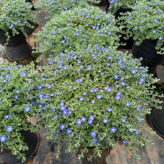 ใบต่อก้าน มอนิ่งกลอรี่ คลุมดินWild ground morning glory ดอกสีสวยส่งติดดอก