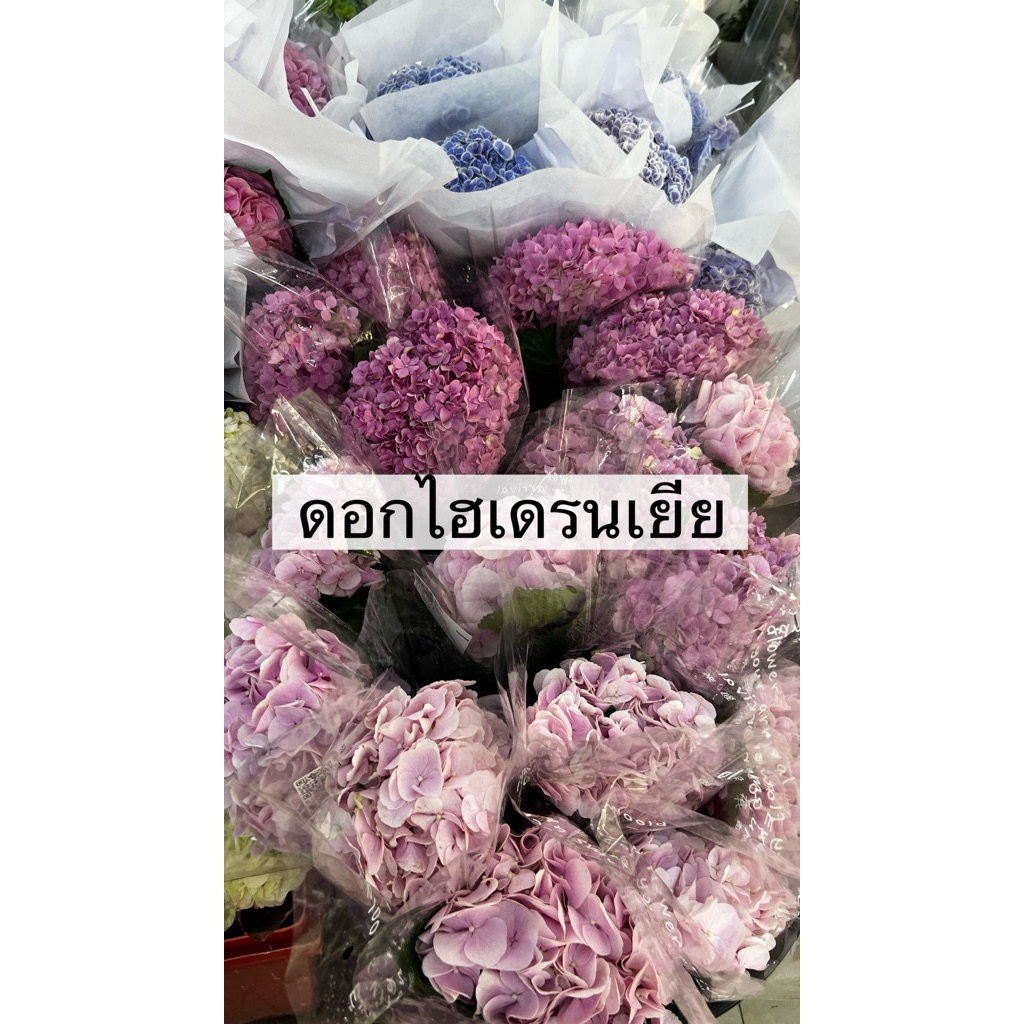 ส่งด่วน กรุงเทพ&ปริมณฑล ดอกไฮเดรนเยีย ดอกไฮเดรนเยียสด