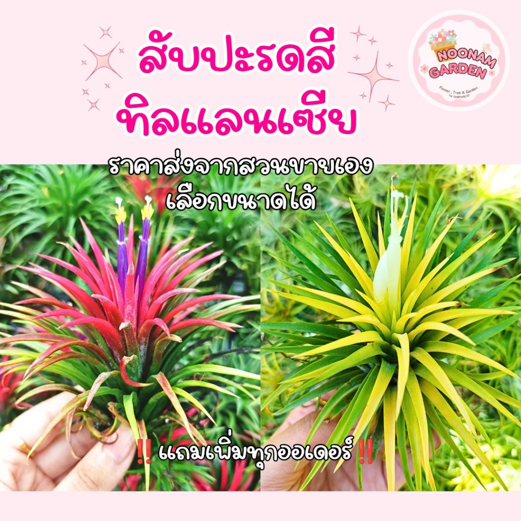 สับปะรดสี ทิลแลนเซีย (Tillandsia) แบบหน่อ ื สับปะรดอากาศ รากอากาศ ราคาส่งจากสวน