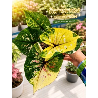 (อัพ16/8/69 )(1)(ส่งภายใน2วัน)รวมบอนสี บอนด่างสวย บอนป้าย กระถาง 4 นิ้ว บอนมีชื่อ บอนสีลูกไม้
