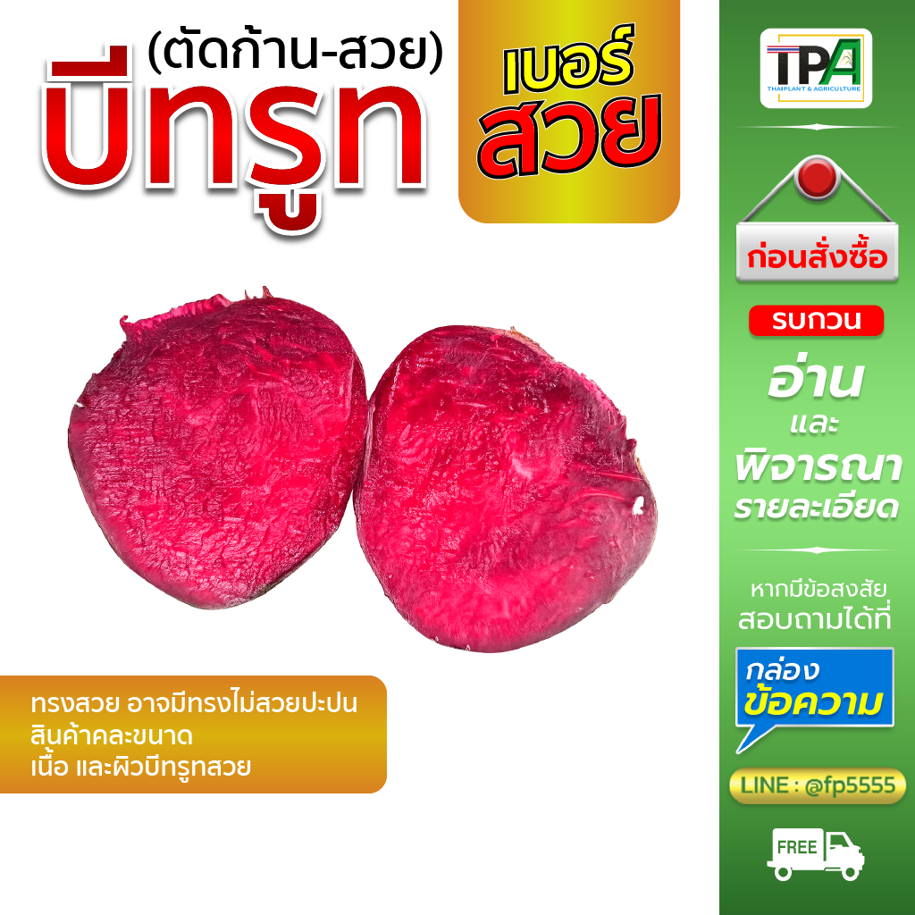 บีทรูท - Beet root (ตัดก้าน สวย-ฺฺB02) 5, 10, 20 กก./Kg. คละขนาด