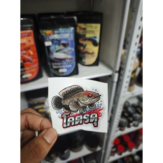 สติกเกอร์ติดตู้ปลา Channa LKB ลายปลาช่อนสวยงาม เกรดพรีเมี่ยม กันน้ำ กันแดด (Snakehead Fish Decals)ะ
