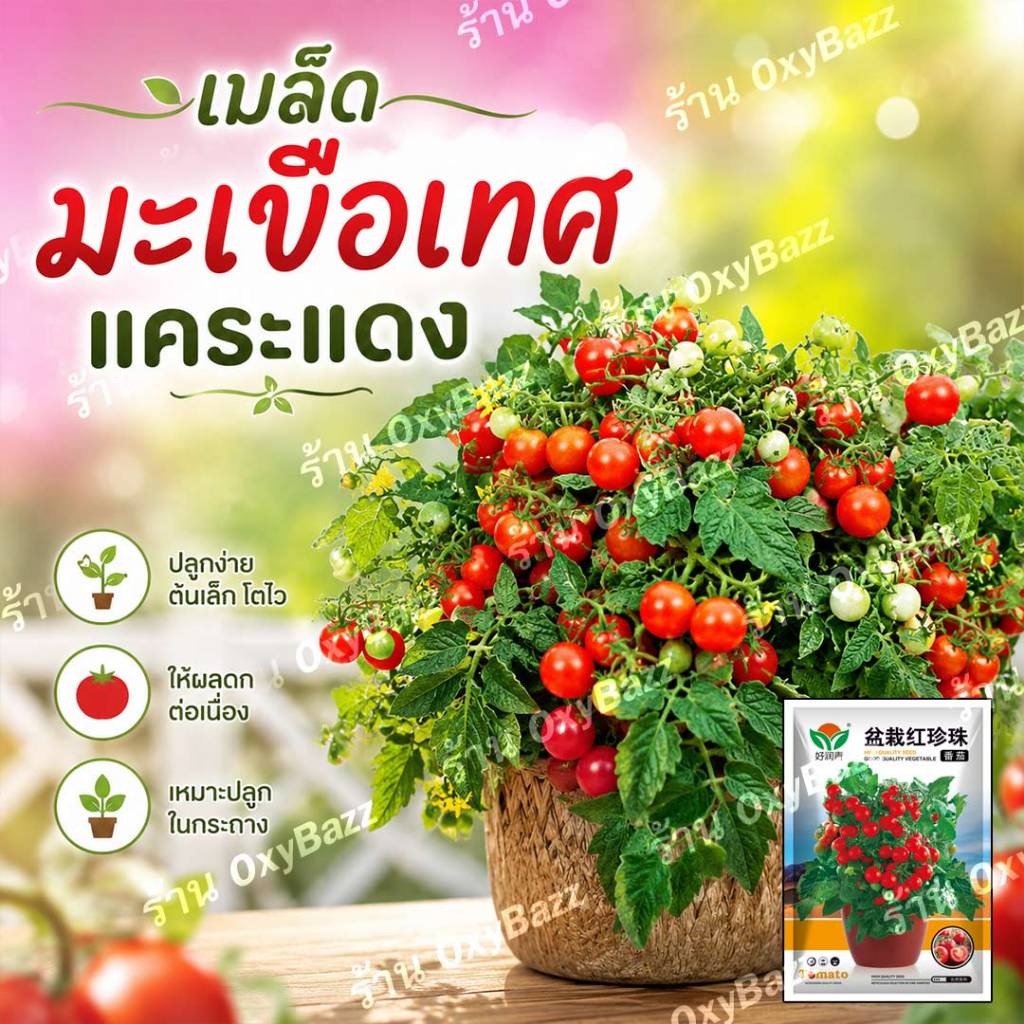 เมล็ดพันธุ์มะเขือเทศแคระแดง 100เมล็ด มะเขือเทศพุ่มแดง มะเขือเทศต้นเตี้ยแดง