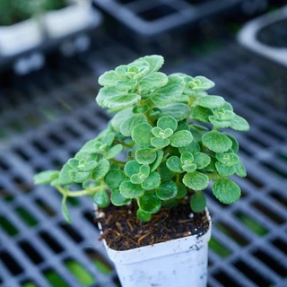 วิคส์ (Vicks Plant) ต้นวิคส์หอม วิคส์หอมต้นไม้สู้หวัดกลิ่นเมทอล กระถาง3นิ้ว