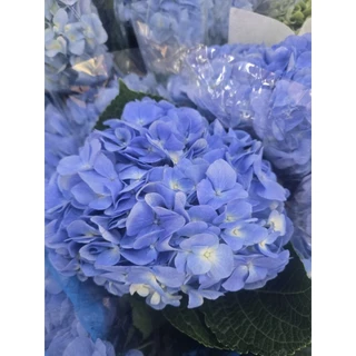[ สินค้าพร้อมจัดส่งด่วน ] ดอกไฮเดรนเยียหัวใหญ่ๆ ดอกไม้สด