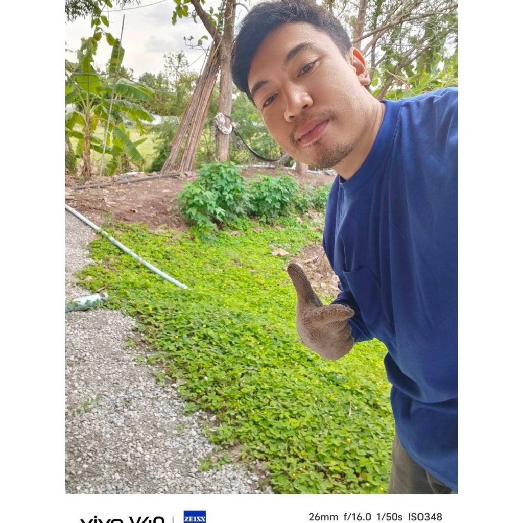 ถั่วบราซิล พืชคลุมดิน 500กรัม ส่งตรงจากกสวน