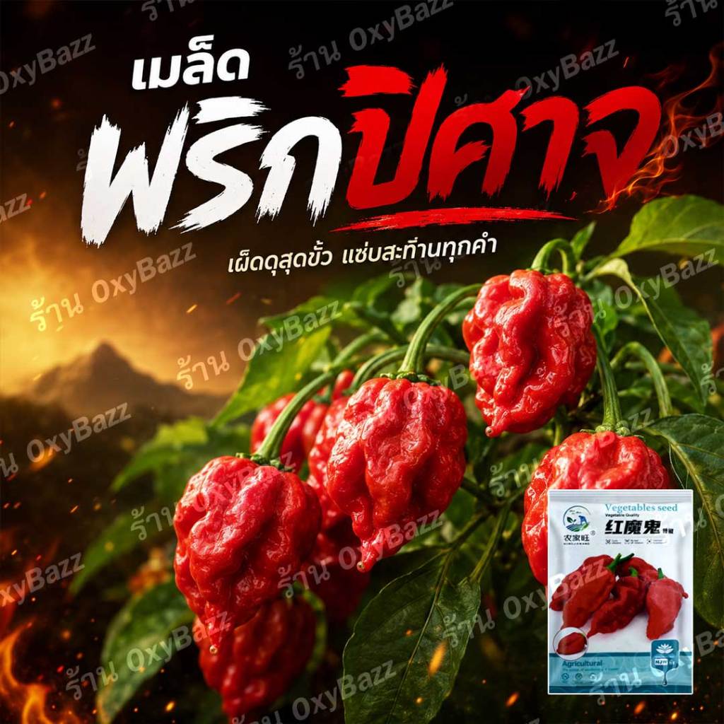 เมล็ดพริกปิศาจจัมโบ้ 50 เมล็ด พริกเผ็ดจัดที่สุดในโลก ปลูกง่าย ให้ผลดก เมล็ดพันธุ์แท้