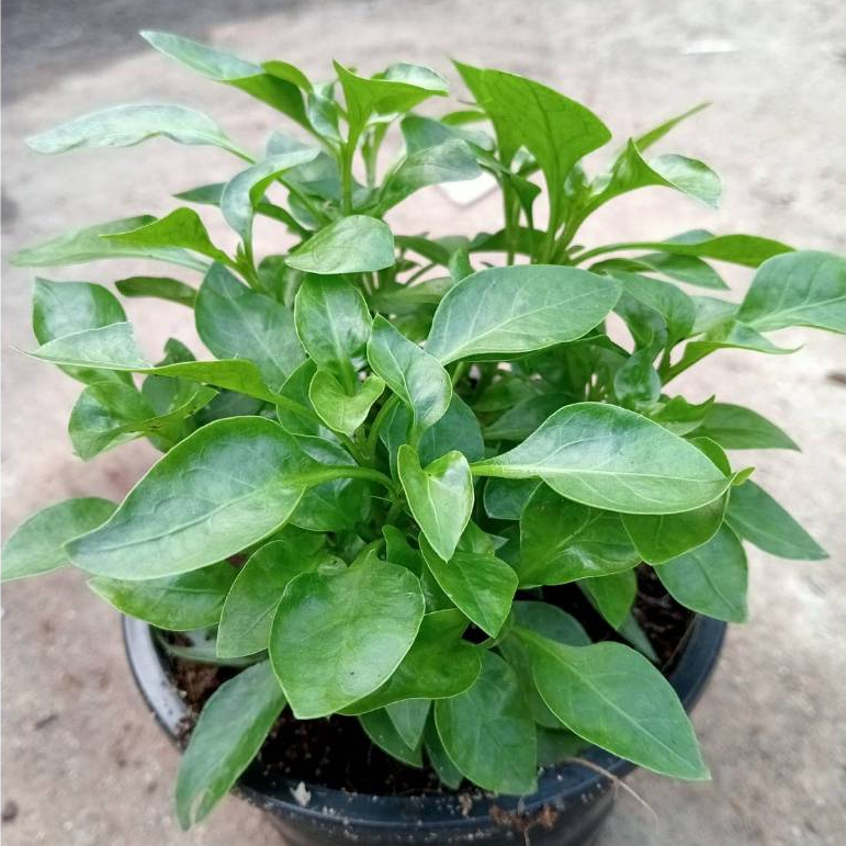 ขายต้นพันธ์ุวอเตอร์เครสใบเล็ก (ราชินีแห่งผัก)กระถาง4นิ้ว