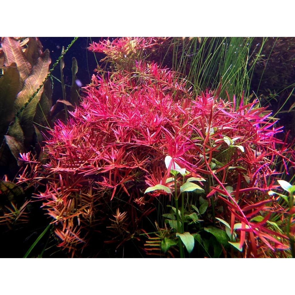 Rotala h'ra โรทาล่าแดงเวียดนาม