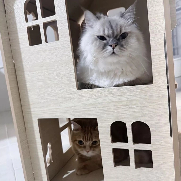 ( DEF-012 )  มินิมอล บ้านสัตว์เลี้ยง 2 ชั้นบ้านแมว thumbnail 7
