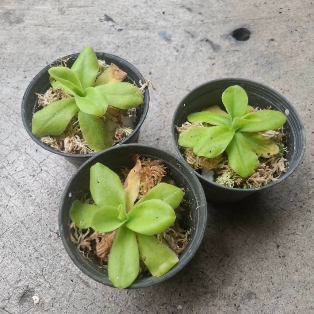 พืชกินแมลง พิงกุย Pinguicula gigantea ขนาดเล็ก-กลาง