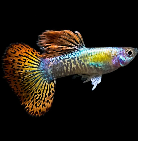 Guppy ปลาหางนกยูงเกรดA Reddragon guppy เรดดราก้อน