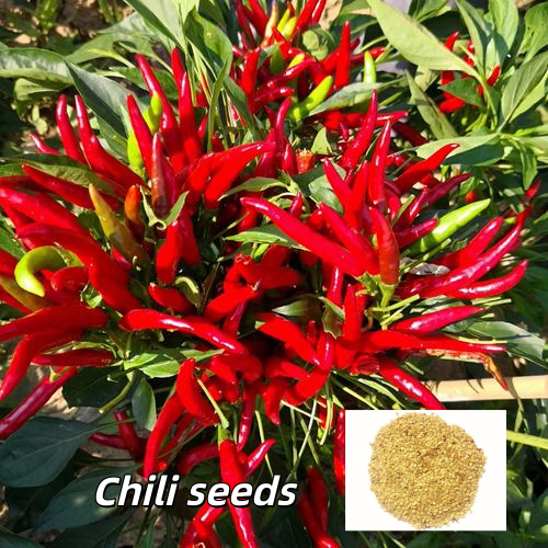 100เมล็ด/แพ็ค เมล็ดพันธุ์ พริก พริกจินดาแดง Red Hot Chili Pepper Seeds High Yield Super Hot Chili Pepper Vegetable Seeds