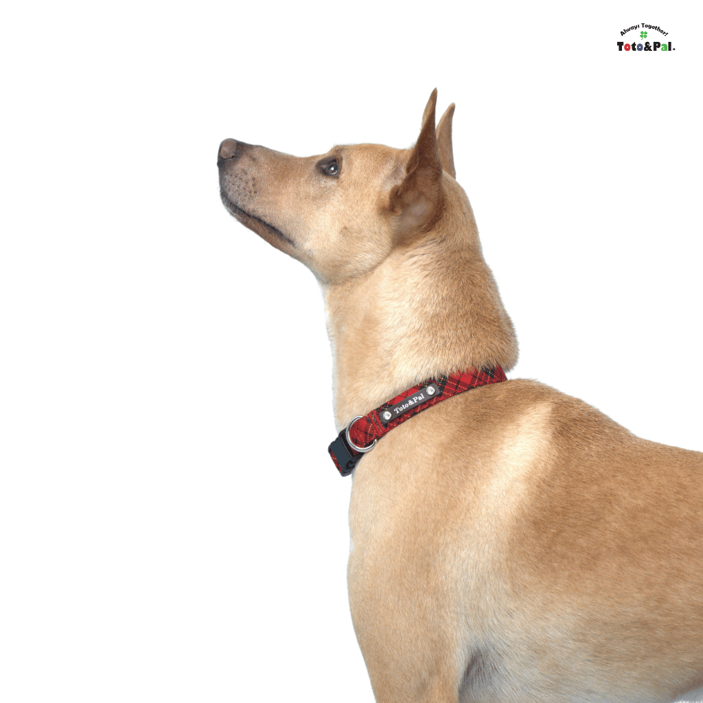 [Toto&Pal] Royal Tartan Check Collar | ปลอกคอสัตว์เลี้ยง รุ่นรอยัลทาร์ทัน