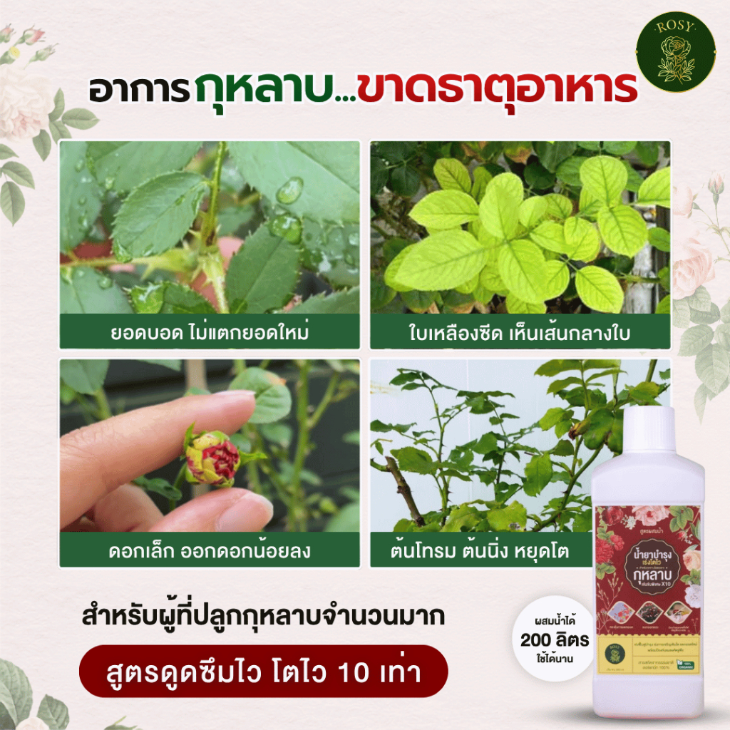 Rosy เซ็ทคู่สูตรผสมน้ำ [เลือกสูตร] บำรุงกุหลาบ กำจัดเพลี้ยไฟ กำจัดเชื้อรา ปุ๋ยกุหลาบ สำหรับผู้ที่ปลูกกุหลาบจำนวนมาก รูปที่ 5