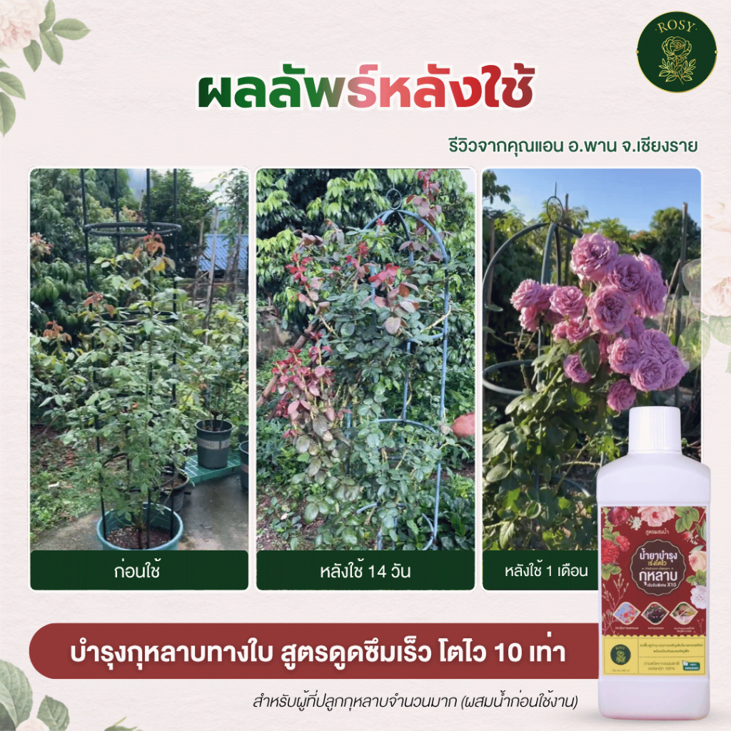 Rosy เซ็ทคู่สูตรผสมน้ำ [เลือกสูตร] บำรุงกุหลาบ กำจัดเพลี้ยไฟ กำจัดเชื้อรา ปุ๋ยกุหลาบ สำหรับผู้ที่ปลูกกุหลาบจำนวนมาก รูปที่ 6