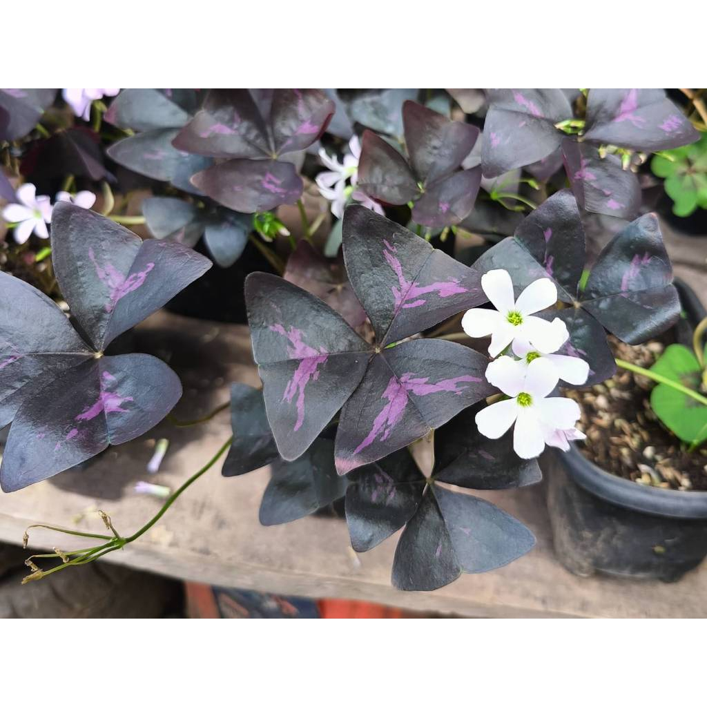 Oxalis triangularis ใบดำลายสีม่วง ดอกสีม่วงอ่อน สวยสะกดจิต