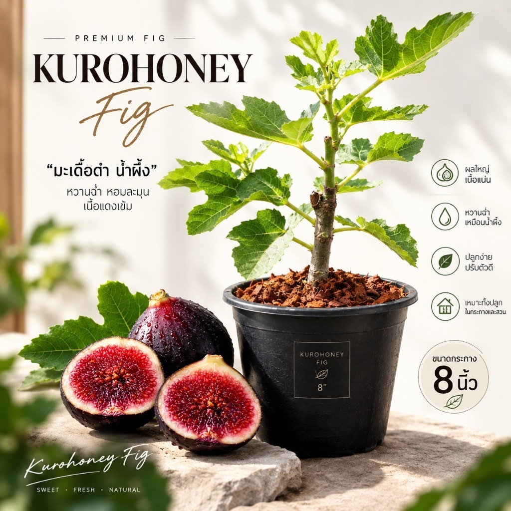 figs หรือ มะเดื่อฝรั่ง มีหลายสายพันธุ์ ให้เลือก ขนาดกระถาง 8 นิ้ว ไม้เลี้ยงนอก โรงเรือน ใบจะไม่ค่อยสวย ต้นแข็งแรง