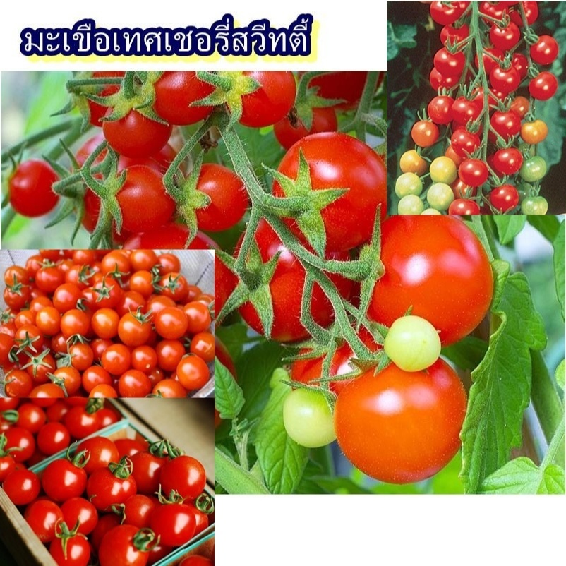 30+ เมล็ด เมล็ดมะเขือเทศเชอรี่สวีทตี้ (มะเขือเทศเชอรี่หวาน ดก พันธุ์แท้ ปลูกง่าย เป็นพันธุ์หวานสายพันธุ์แท้)