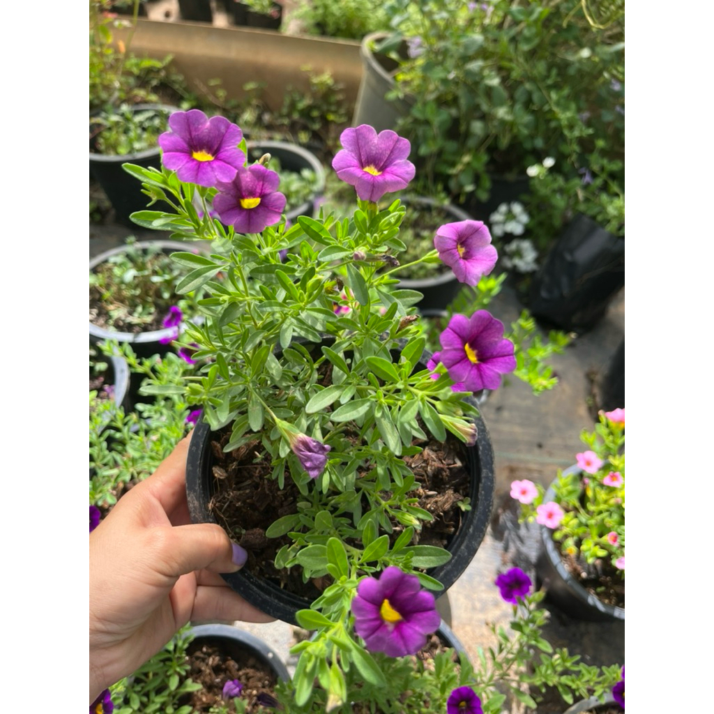 ดอกพิทูเนียแคระ👉คละสี💐กระถาง 6 นิ้ว🪴พร้อมส่ง - รูปที่ 7