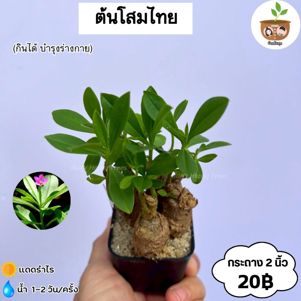 ต้นโสมไทย จัดส่งที่ 2 ต้นขึ้น คละแบบได้