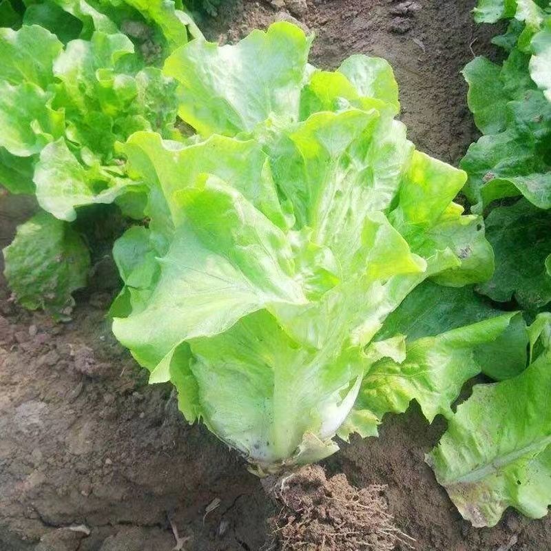 Romaine Lettuce Seeds - 600 Seeds Rapid Leafy Lettuce Seed for Sale Lettuce Vegetable Seeds for Begg