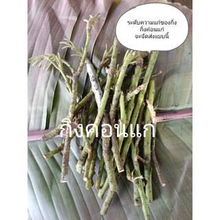 ยอดพันธุ์อะโวคาโด สำหรับเสียบเปลี่ยนยอดเอง ราคาขายต่อ 1 ยอด