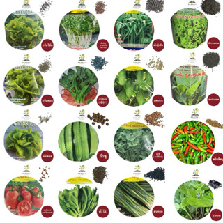 ส่งด่วน Yodthong.Farm เมล็ดผักสวนครัว แบ่งขาย ทดลองปลูก 100 …