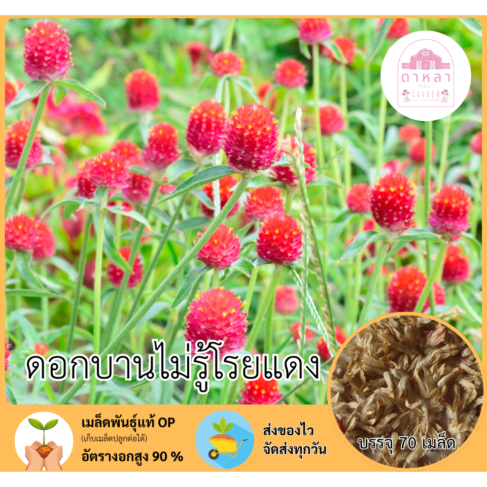 ดอกบานไม่รู้โรยสีแดง 70 เมล็ด