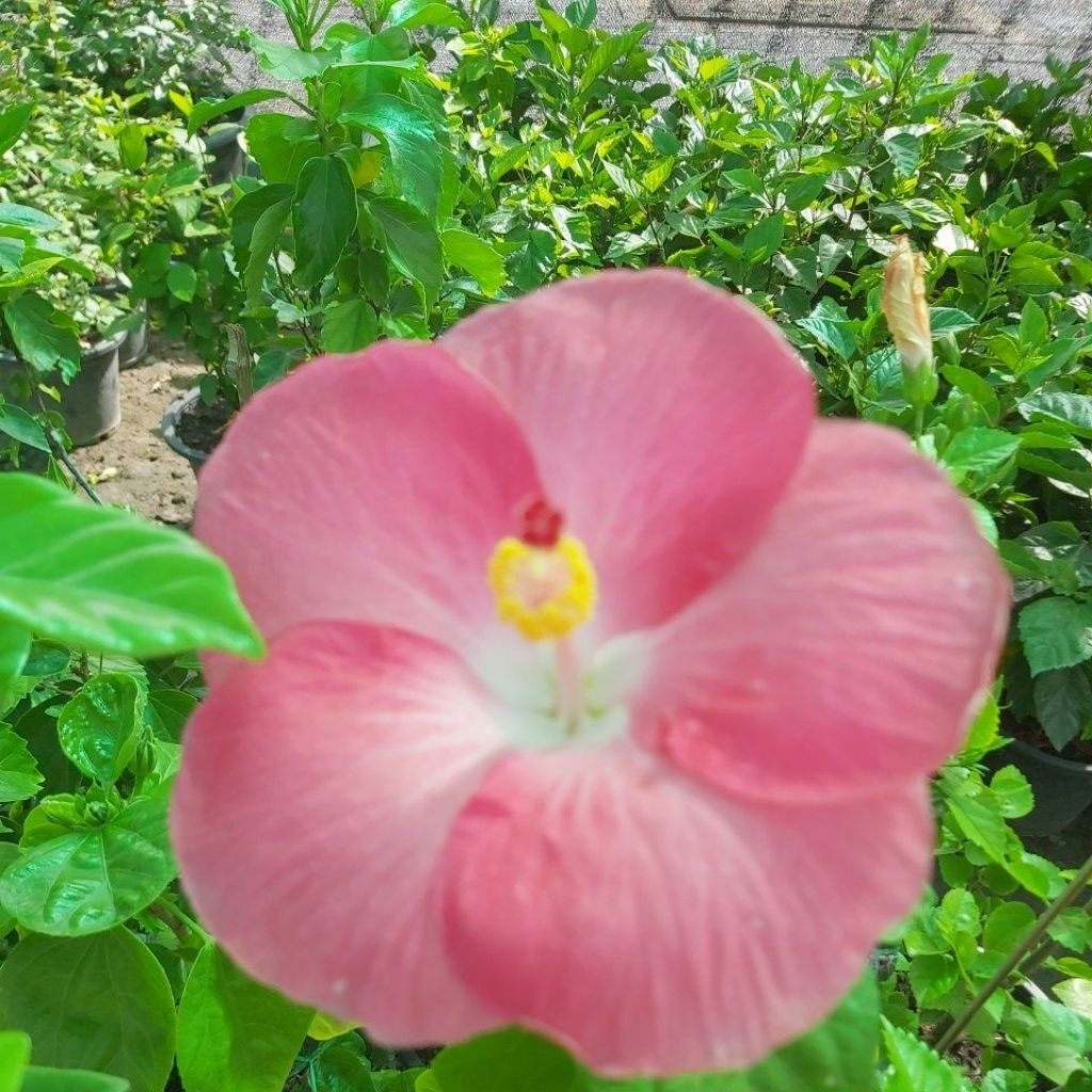 ต้นชบาสีชมพูดอกใหญ่ใส้ขาว