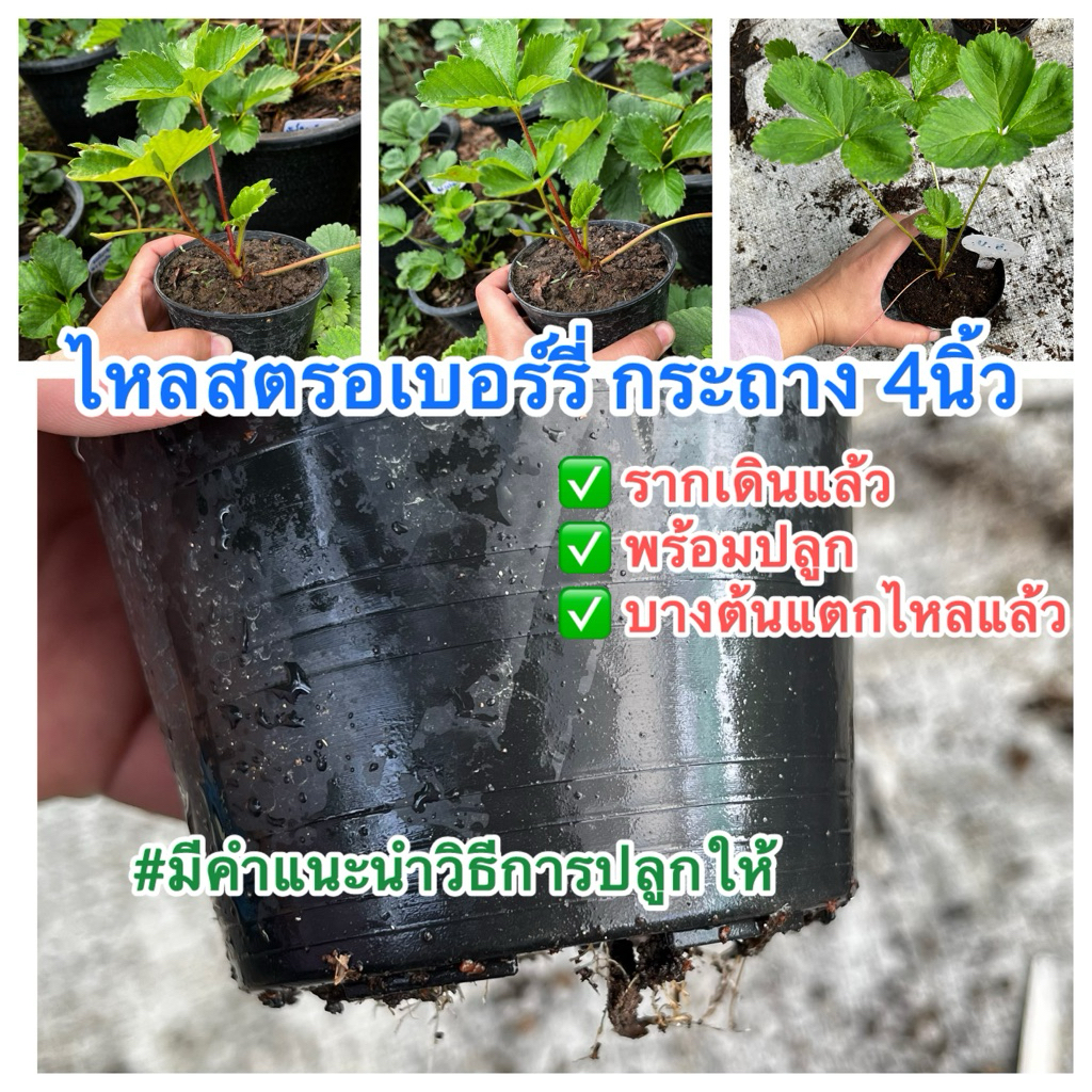 🌱🍓ไหลสตรอเบอรี่ กระถาง 2.5 นิ้ว- 4นิ้ว