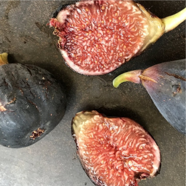 ต้นมะเดื่อฝรั่ง Figs ต้นฟิกส์ สายพันธุ์ Violet de Bordeaux ลำต้นสูง 30-40 ซม ส่งพร้อมกระถาง