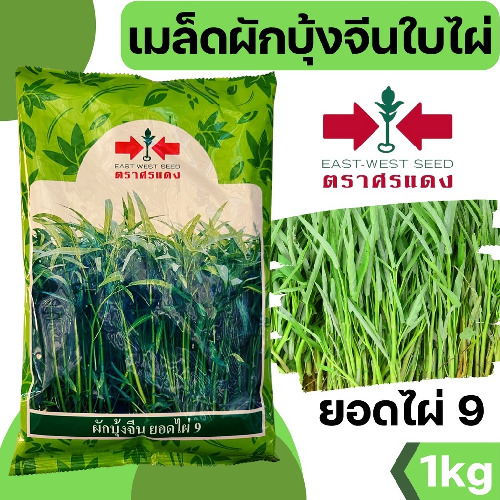 เมล็ดผักบุ้ง ยอดไผ่9 ตราศรแดง ผักบุ้ง ผักบุ้งจีน ผักบุ้งศรแดง ปลูกต้นอ่อนได้ ยี่ห้อศรแดง 1 กิโลกรัมและแบ่งขาย