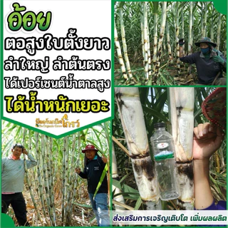 2 แถม 2 บีออร์แกนิคโกรว์ ฉีดได้ 120 ไร่ เพิ่มผลผลิต เพิ่มภูมิคุ้มกัน ลดต้นทุน ข้าวเพิ่มเกินเนื้อนา