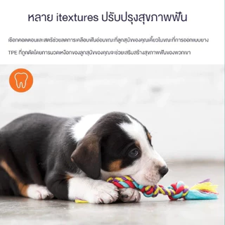 Pet Record สัตว์เลี้ยงสุนัขลูกสุนัขฝ้ายถักกระดูกสุนัขเชือกของเล่น 18 ซม. 23 ซม