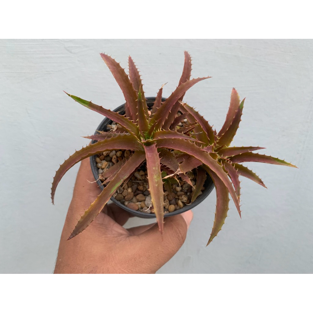 Dyckia From สับปะรดสีแคระ
