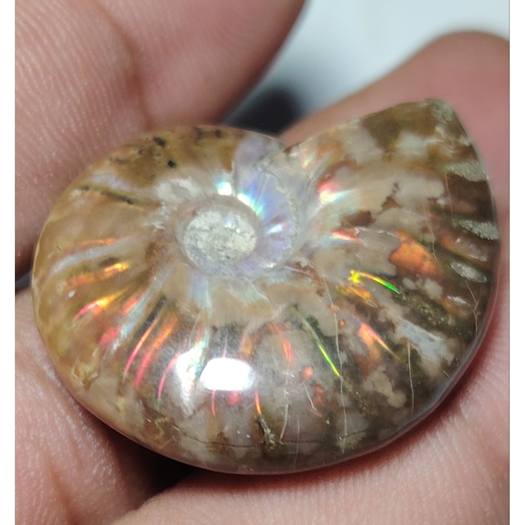 59.9ct.​ฟอสซิลหอย​ แอมโมไนต์ ลายรุ้งชัดเจน​ Ammonite fossil