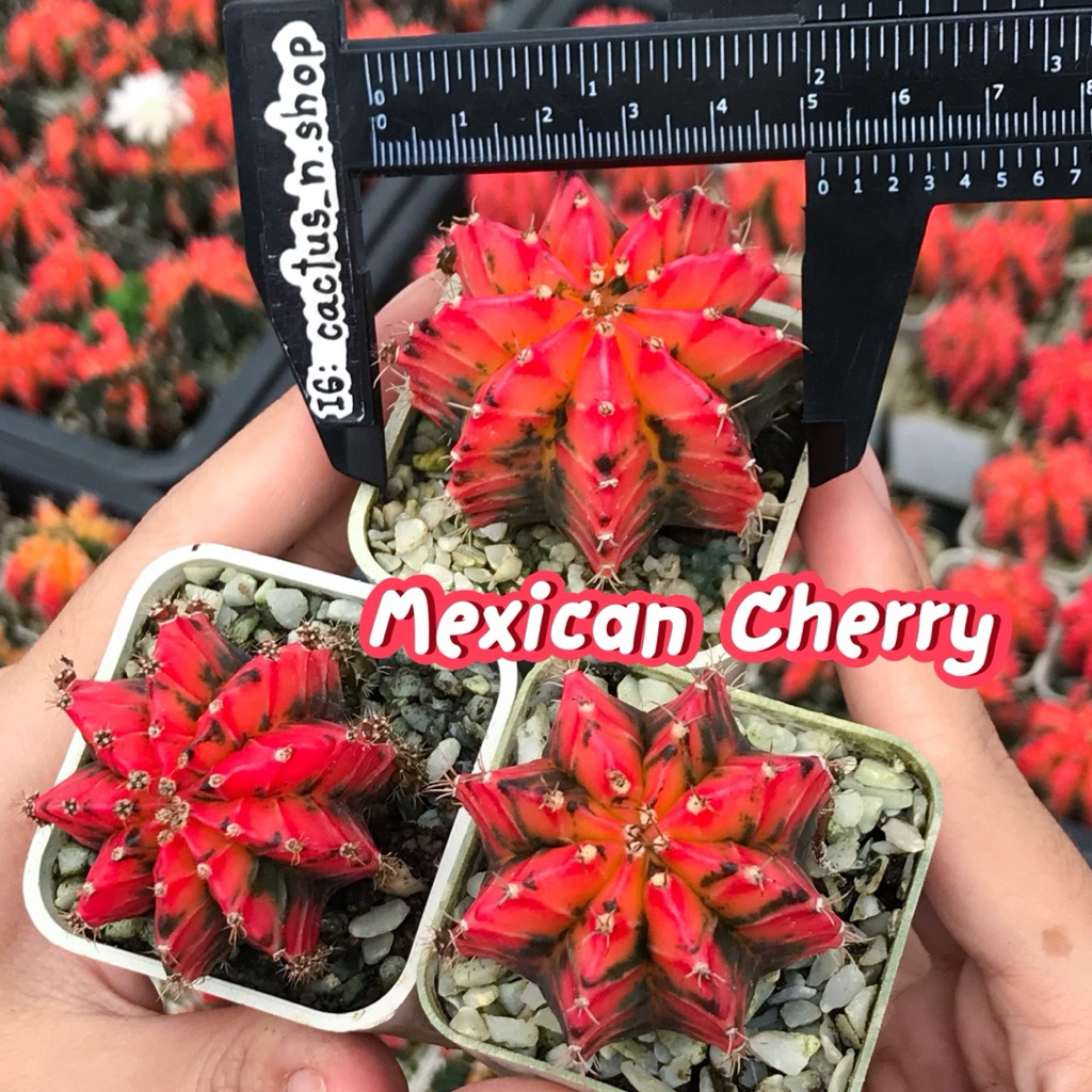 กระบองเพชรยิมโน ไม้ชำหน่อ MEXICAN CHERRY (Size S)