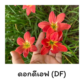 [คละสี] หัวดอกบัวดิน *เจ้าของสวนขายเอง*