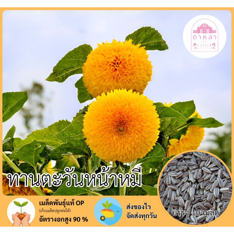 ดอกทานตะวันหน้าหมี 10 เมล็ด