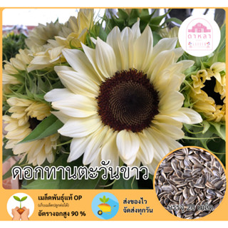 ดอกทานตะวันหน้าขาว 20 เมล็ด
