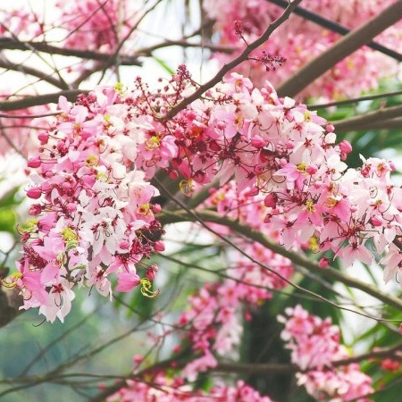 20 เมล็ด กัลปพฤกษ์ Pink cassia ดอกสีชมพูขาว