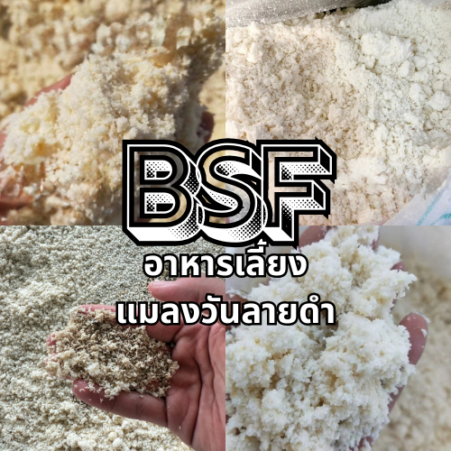 อาหารเลี้ยงแมลงวันลายดำ (BSF Feed) ได้เติมจุลินทรีย์ EM เพื่อหมักแล้ว