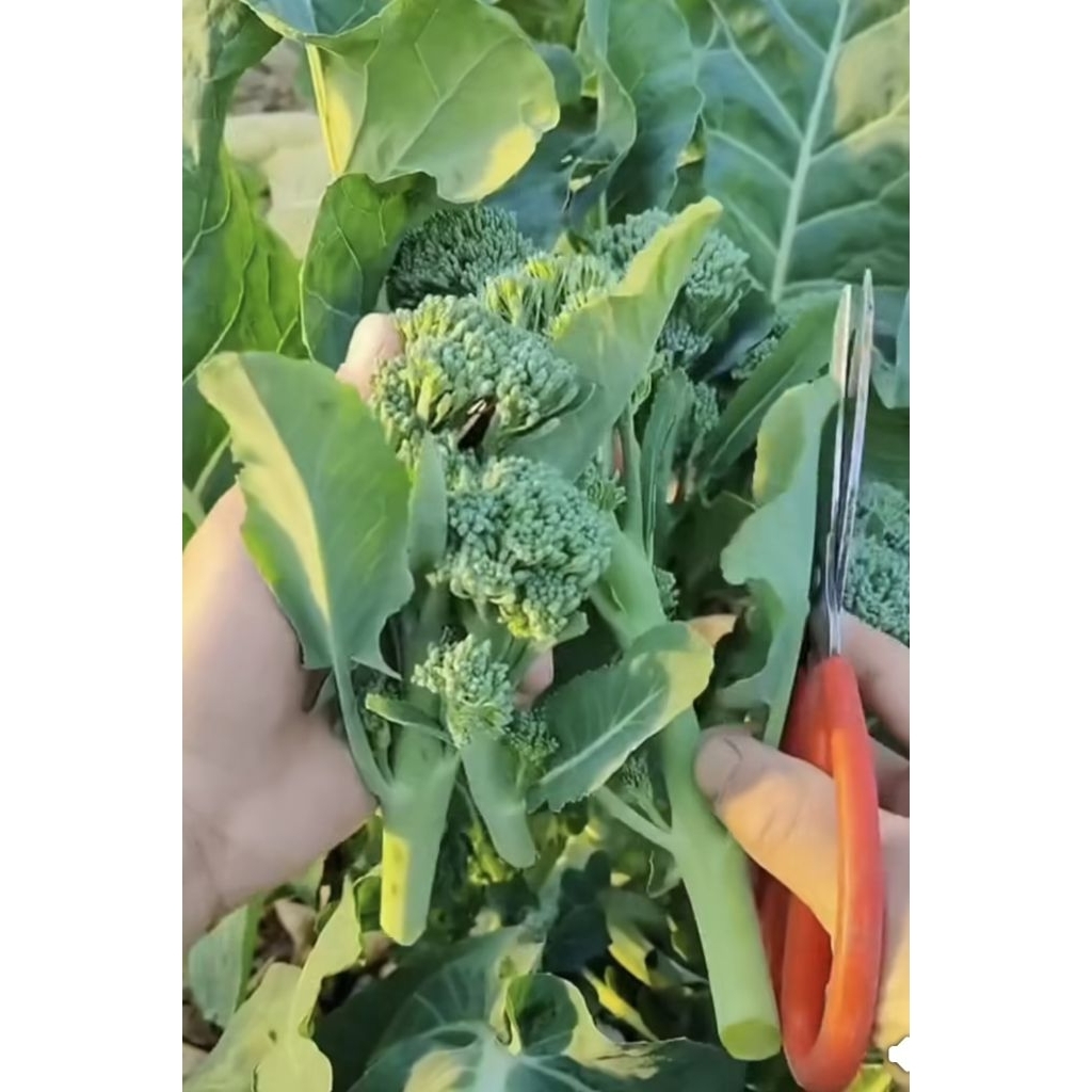 เมล็ดเบบี้บรอคโคลี่ 10 เมล็ด