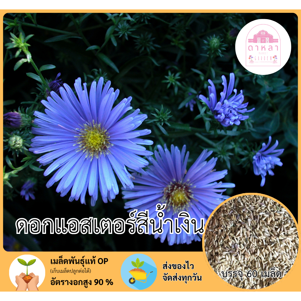 ดอกแอสเตอร์สีน้ำเงิน 60 เมล็ด