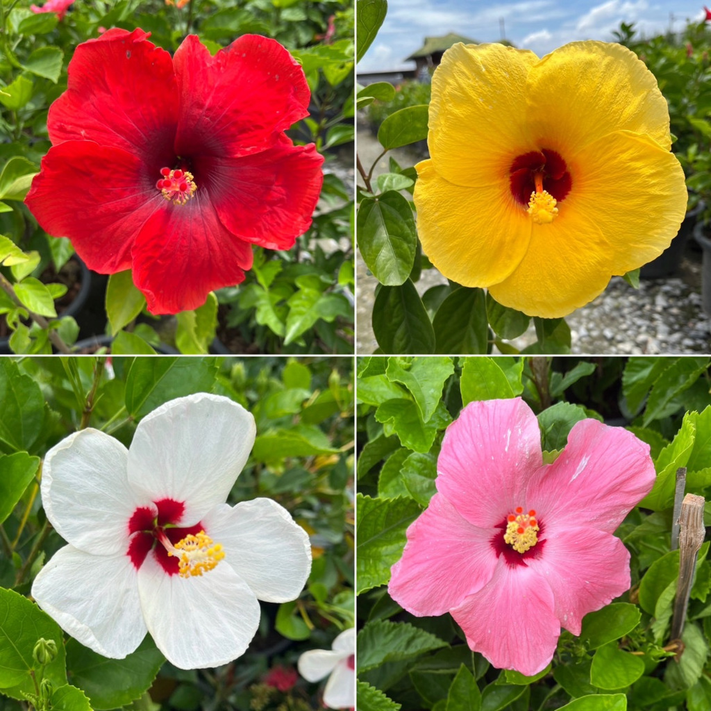 ชบากลีบชั้นเดียวสีชมพู สีแดง สีขาว สีเหลือง ดอกใหญ่ สีสด Hibiscus, Chinese Rose